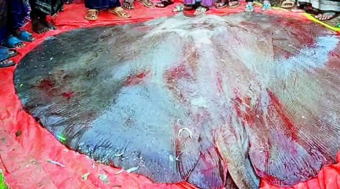 নিষিদ্ধ শাপলাপাতা মাছ বিক্রির দায়ে ৩ ব্যবসায়ীকে জরিমানা