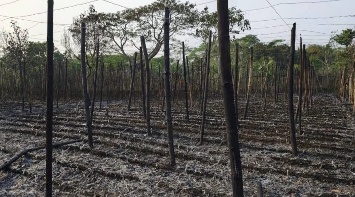 গোসাইরহাটে ৪৫০টি পানের বোরোতে অগ্নিসংযোগ: ৮ লক্ষ টাকার ঋণের বোঝা নিয়ে পথে ৩ কৃষক