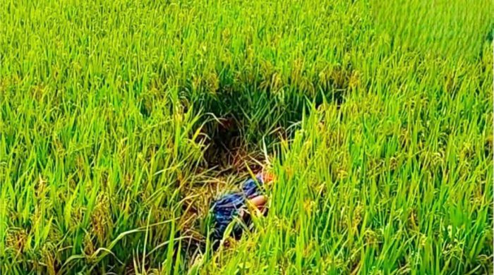 লক্ষ্মীপুরে ধানক্ষেত থেকে ইটভাটা শ্রমিকের মুখ বাঁধা মরদেহ উদ্ধার