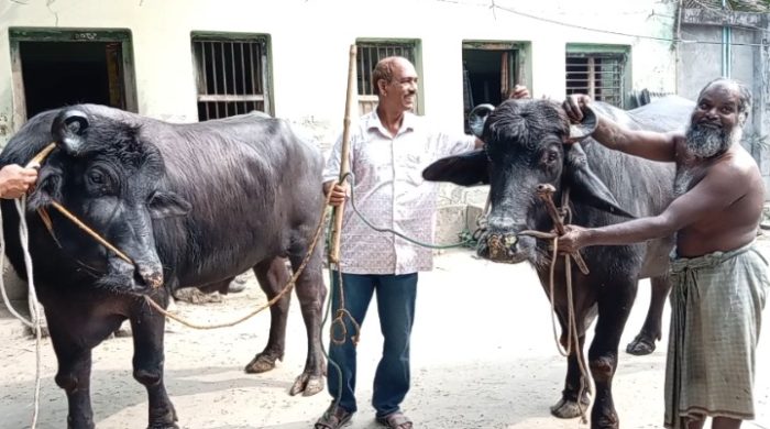 গাংনীতে গরুর খামার থেকে মহিষের খামার স্বল্প পুুঁজিতে বেশি লাভ জোড়া মহিষের দাম ২০ লাখ টাকা