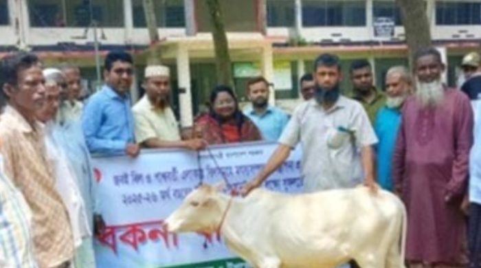 তানোরে জেলেদের বিকল্প কর্মসংস্থানে ১৮টি বকনা বাছুর বিতরণ