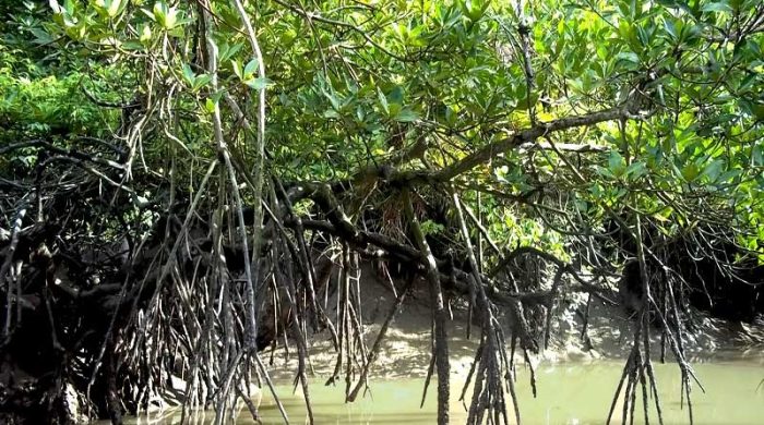 সুন্দরবনের নদীপথ মাদকসহ অবৈধ পণ্যের নিরাপদ পাচার রুট